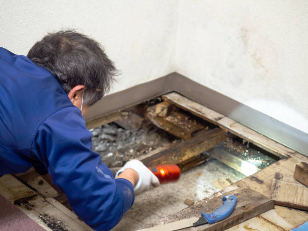 Best Black Mold Remediation in Westlake Corner, VA