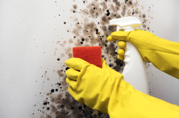 Best Post-Remediation Services in Westlake Corner, VA