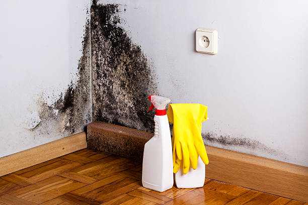 Best Post-Flood Mold Remediation in Westlake Corner, VA